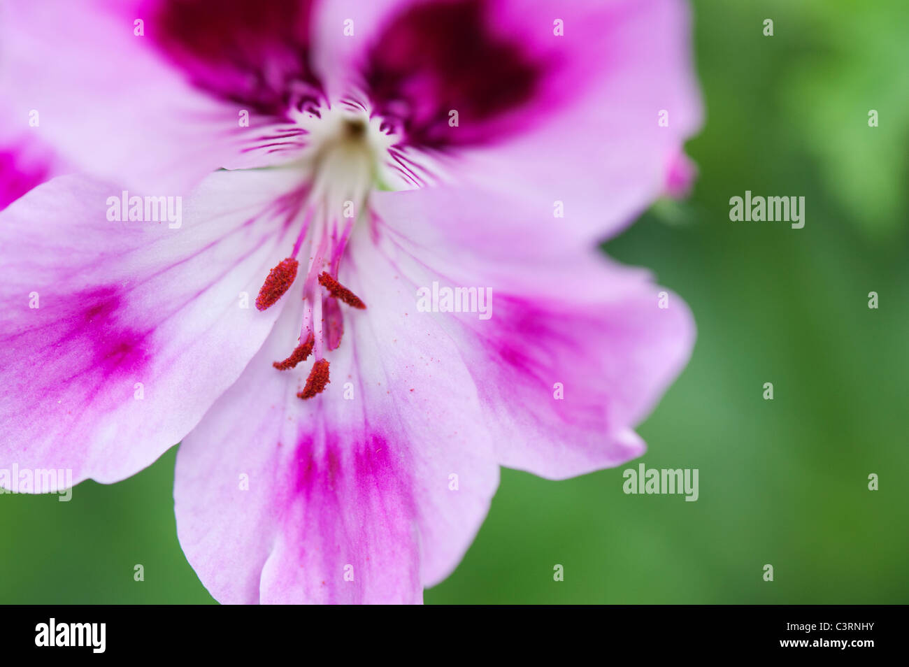 Pelargonium hires stock photography and images Alamy