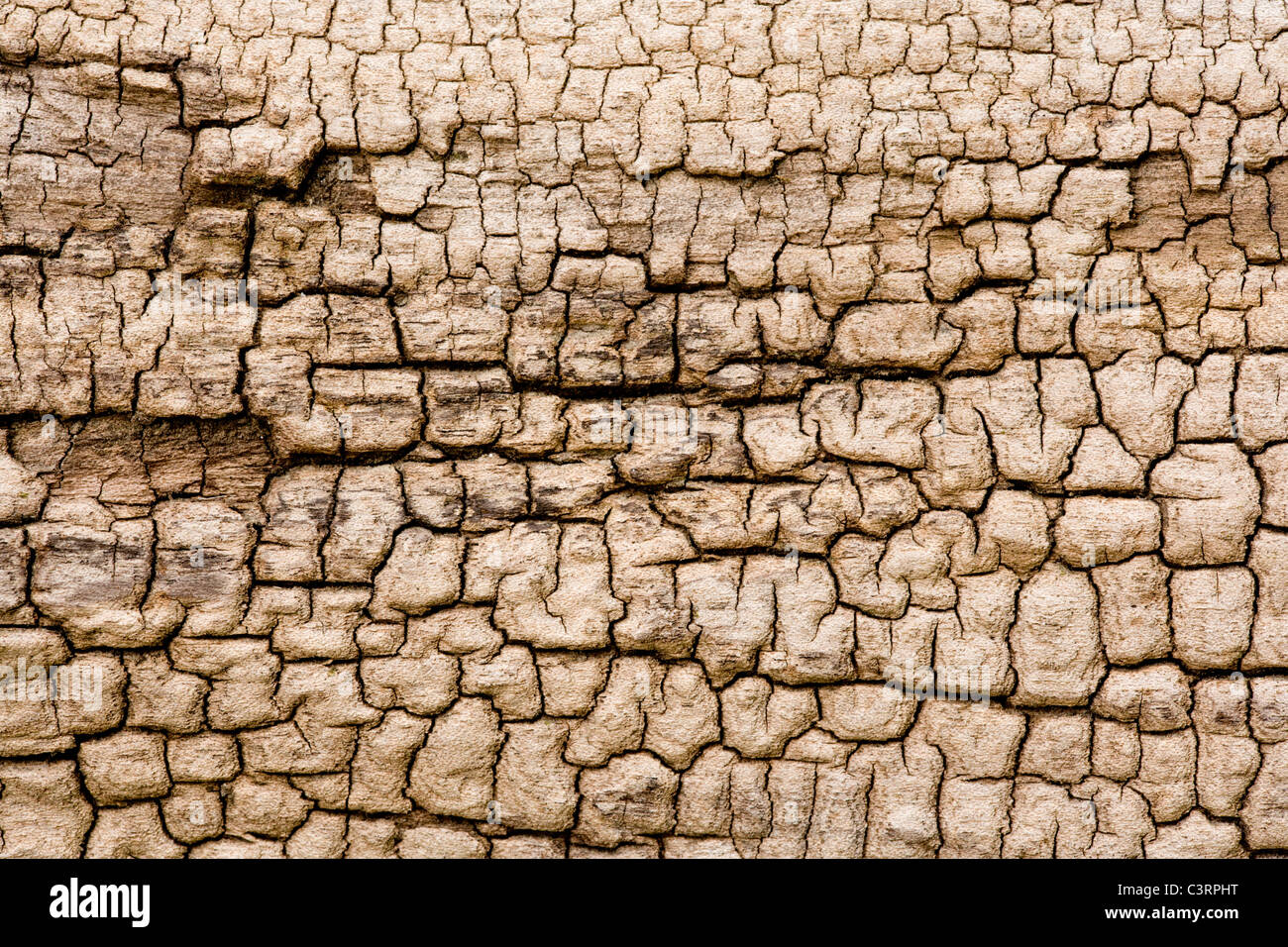 Ash tree bark Stock Photo Alamy