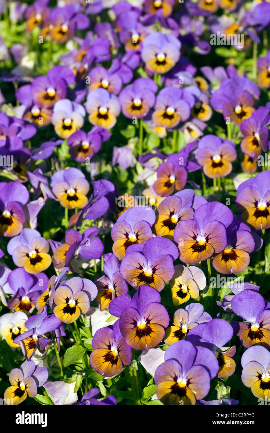PennyTM Series Pansy Flowers - North Carolina Arboretum - Asheville, North Carolina USA Stock Photo