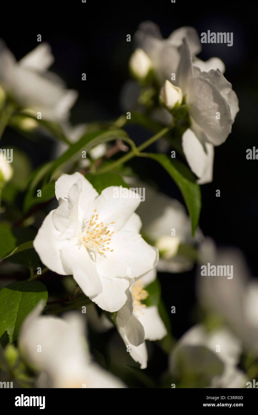 Mockorange Flower - North Carolina Arboretum - Asheville, North Carolina USA Stock Photo