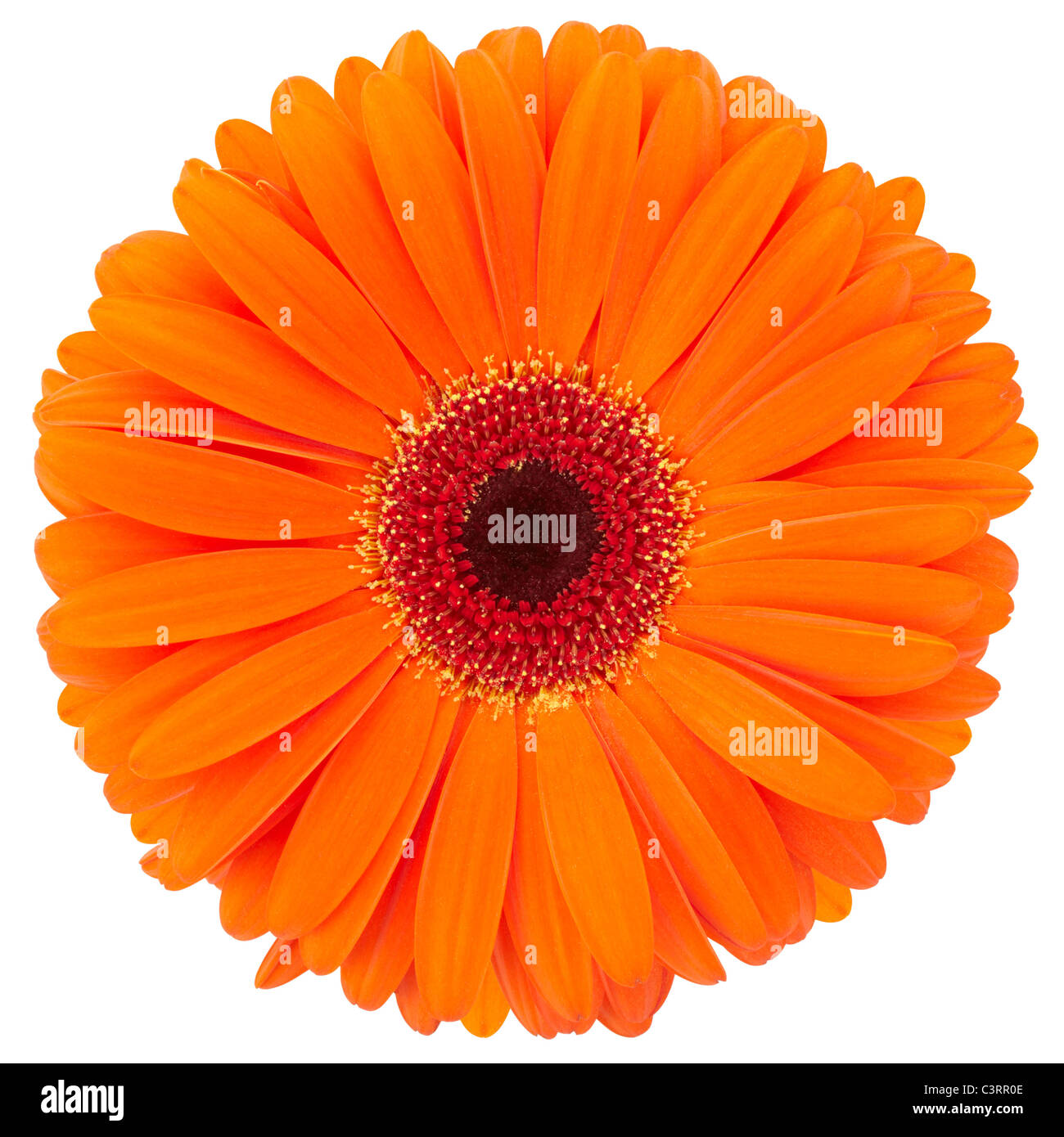 Orange gerbera daisy Stock Photo