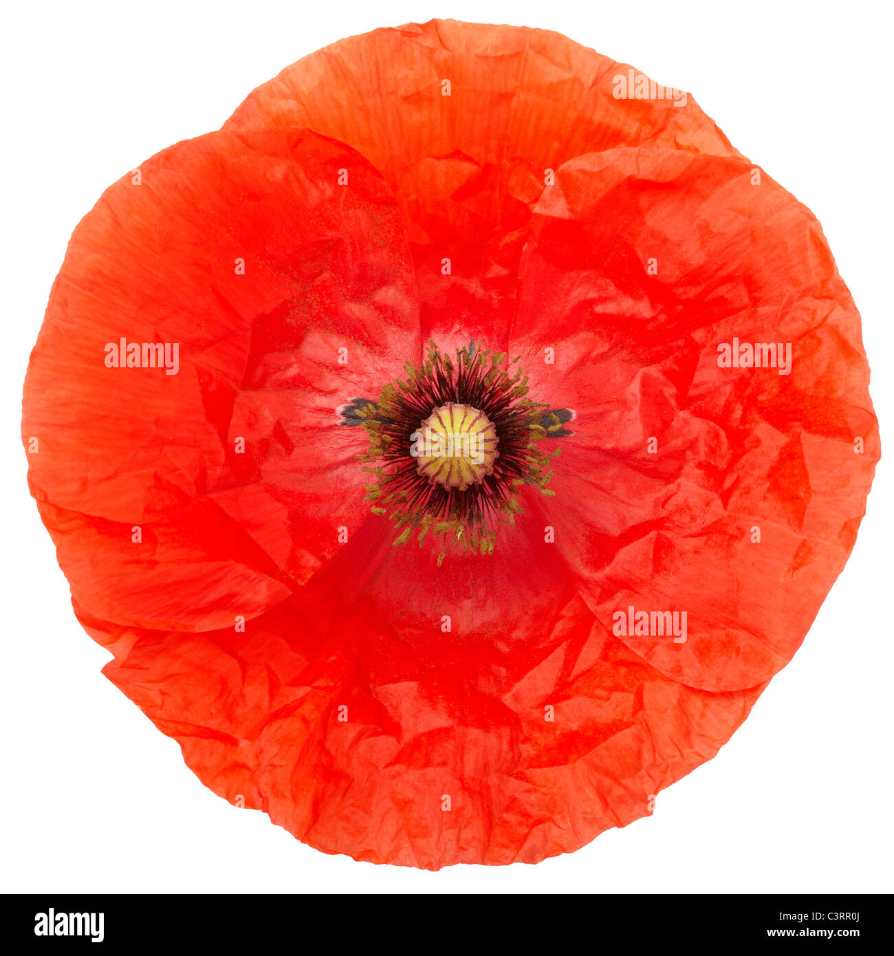 Poppy cut out Stock Photo