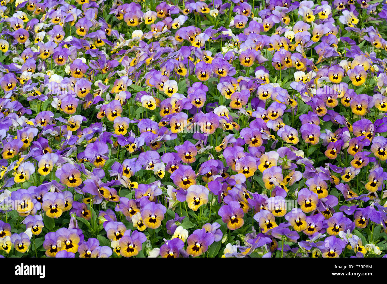 PennyTM Series Pansy Flowers - North Carolina Arboretum - Asheville, North Carolina USA Stock Photo