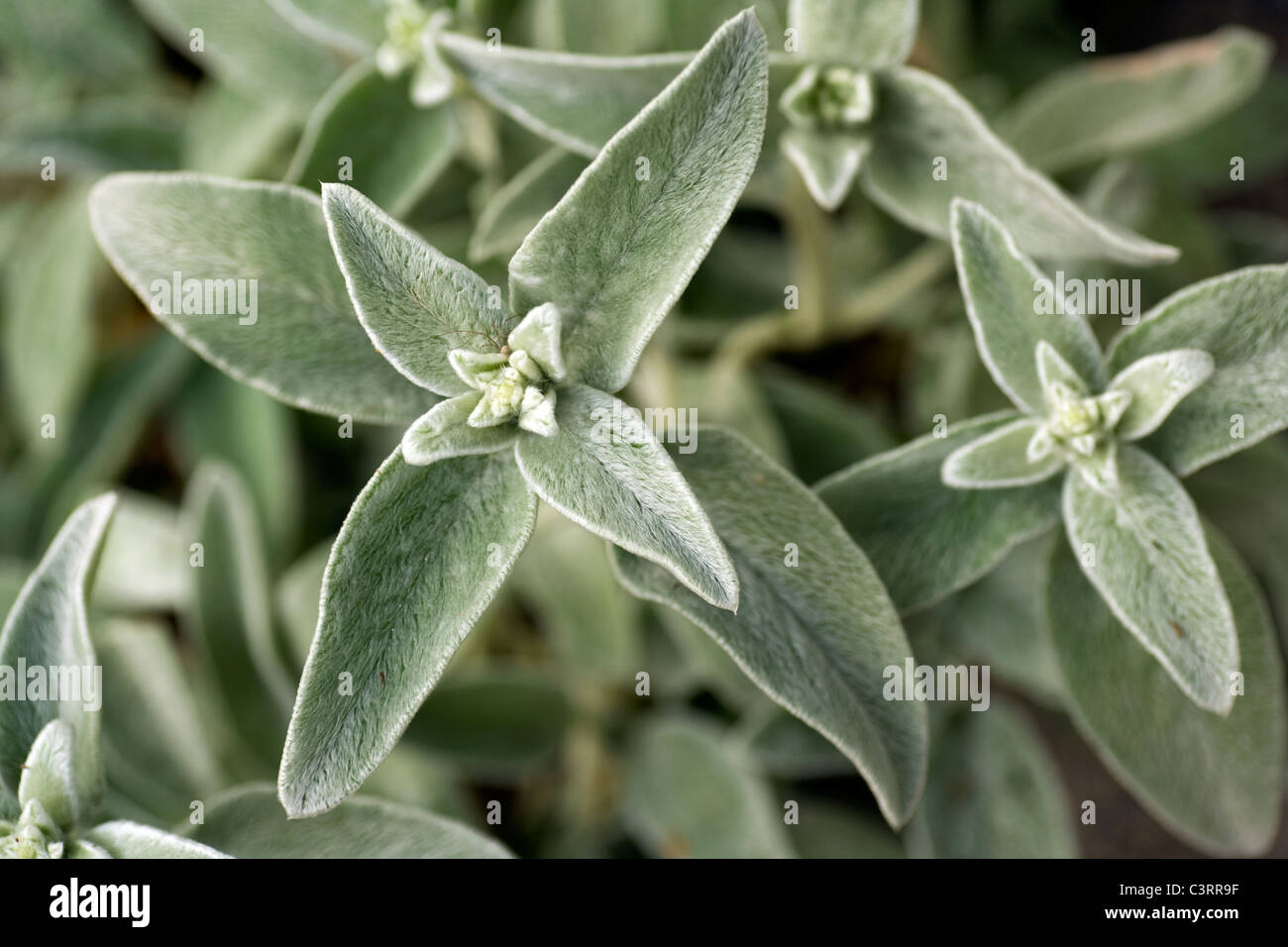 Lamb's Ear - North Carolina Arboretum - Asheville, North Carolina USA Stock Photo