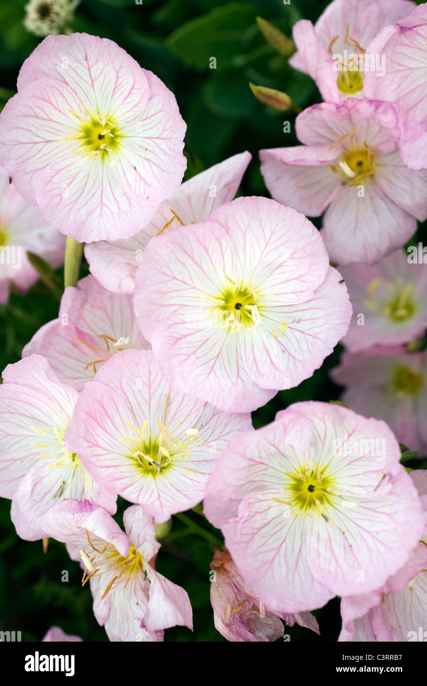 Primrose North Mason Creek