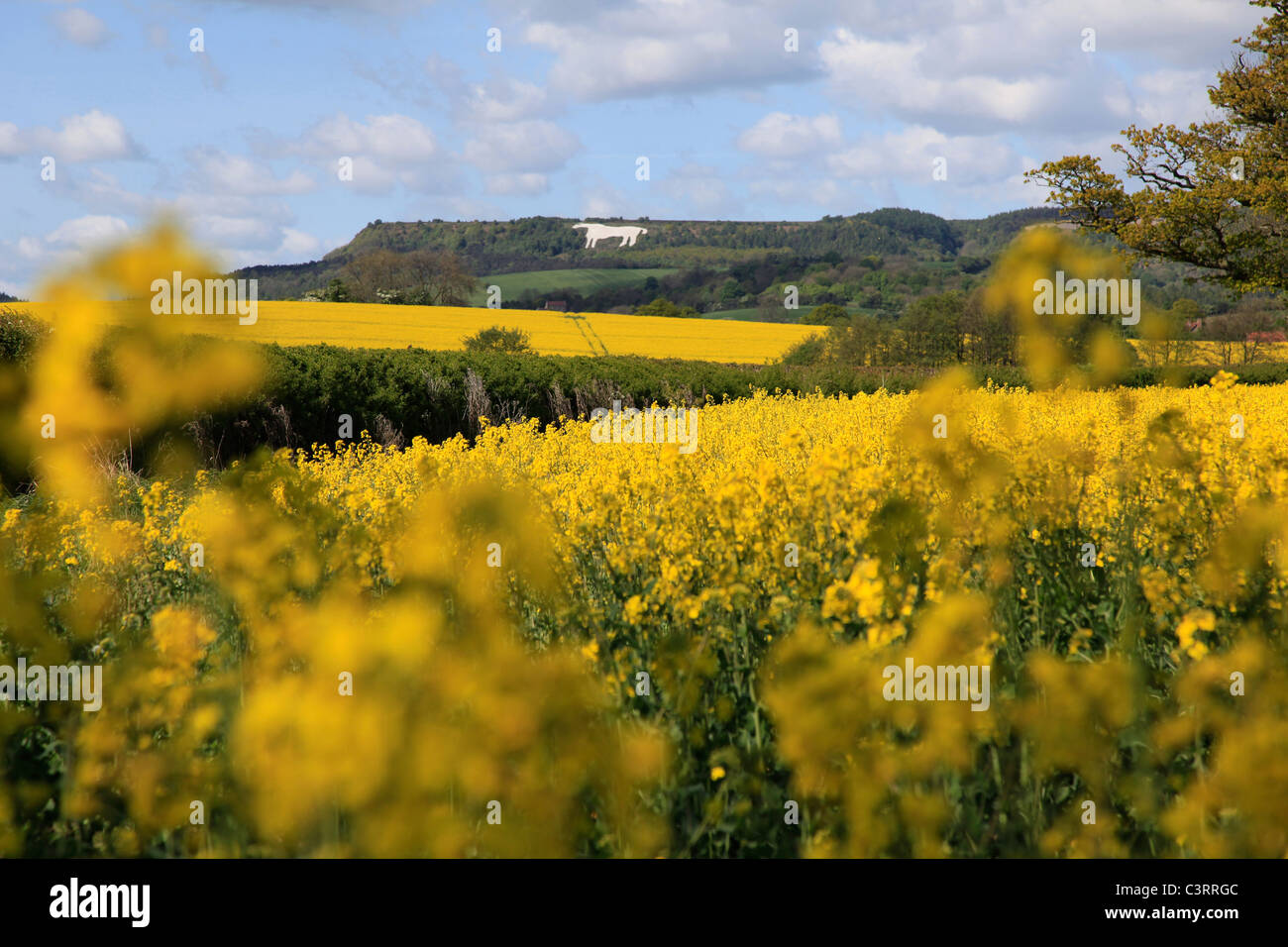 White Horse of Kilburn Stock Photo Alamy