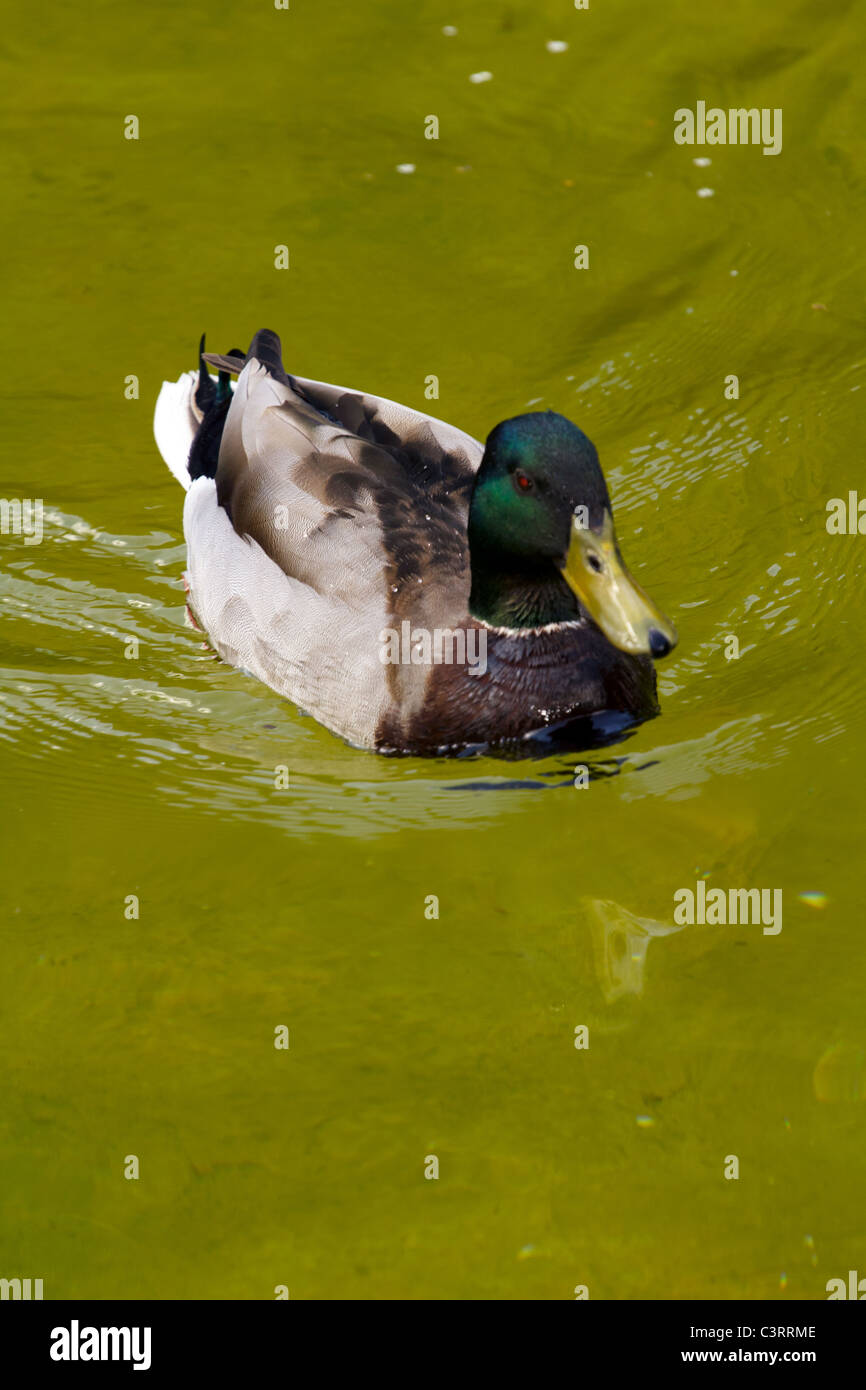 Duck at the lake Stock Photo