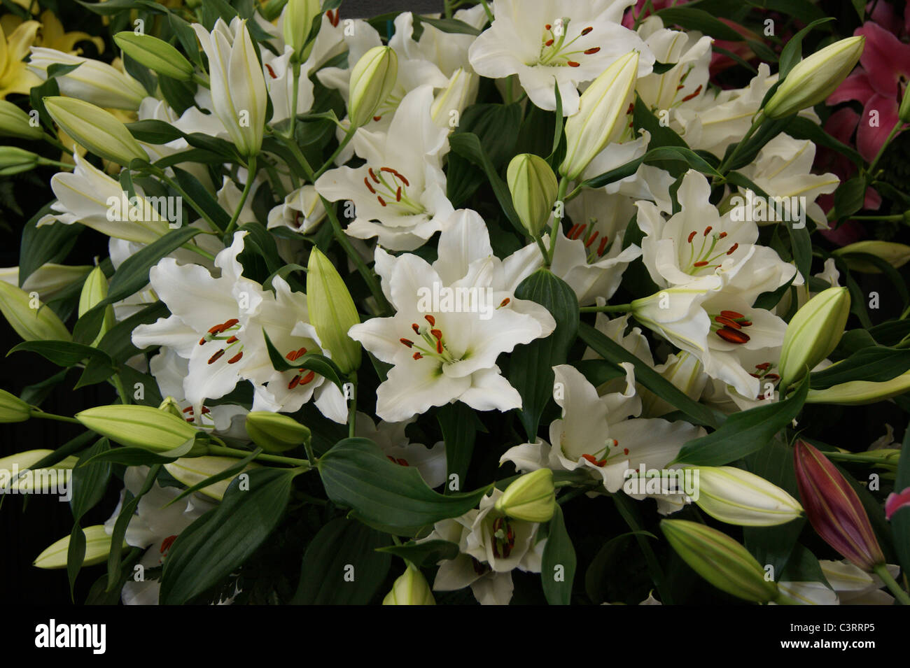 Lily - Lilium Rialto Stock Photo - Alamy