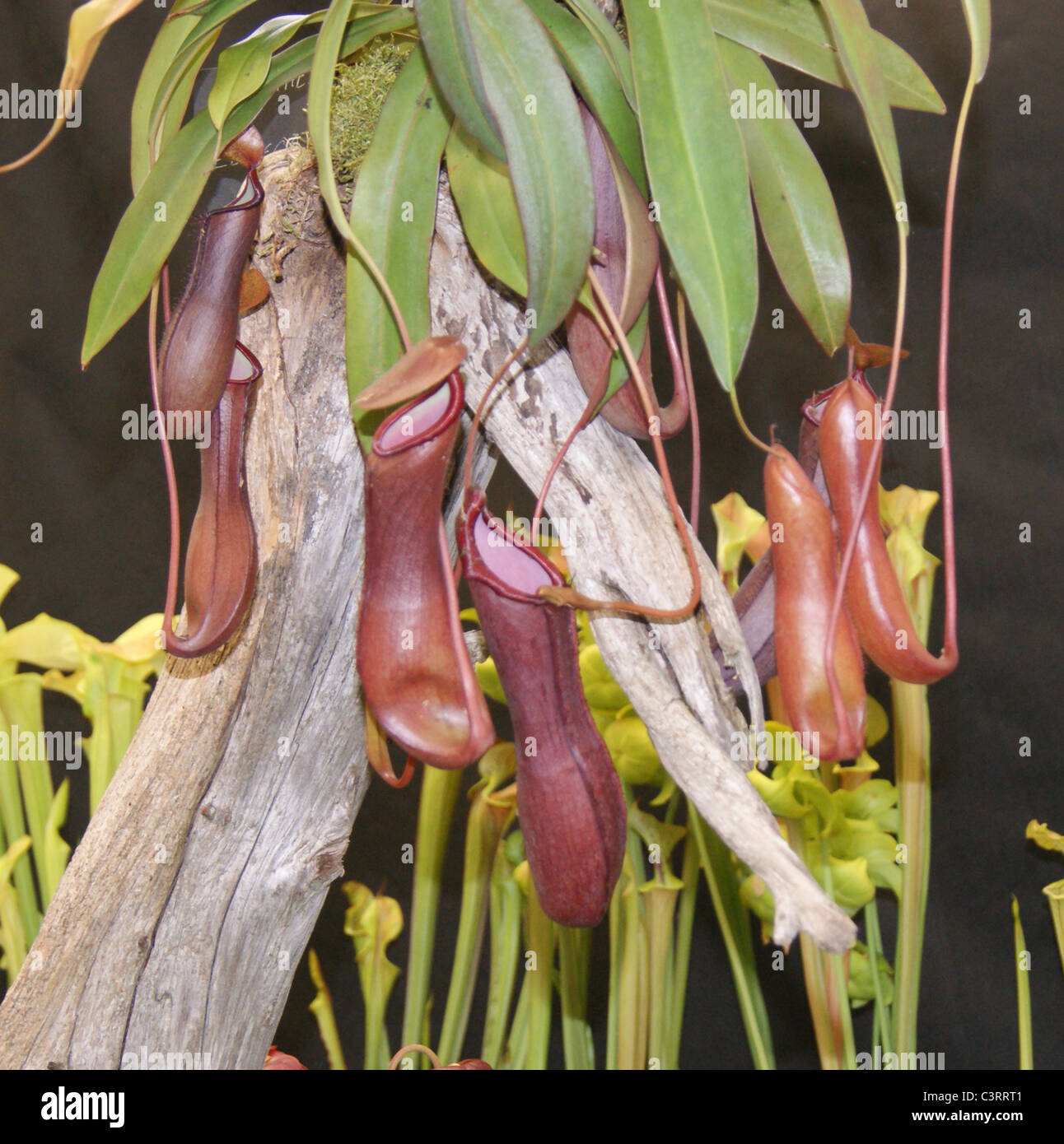 Nepenthes Rebbeca Stock Photo
