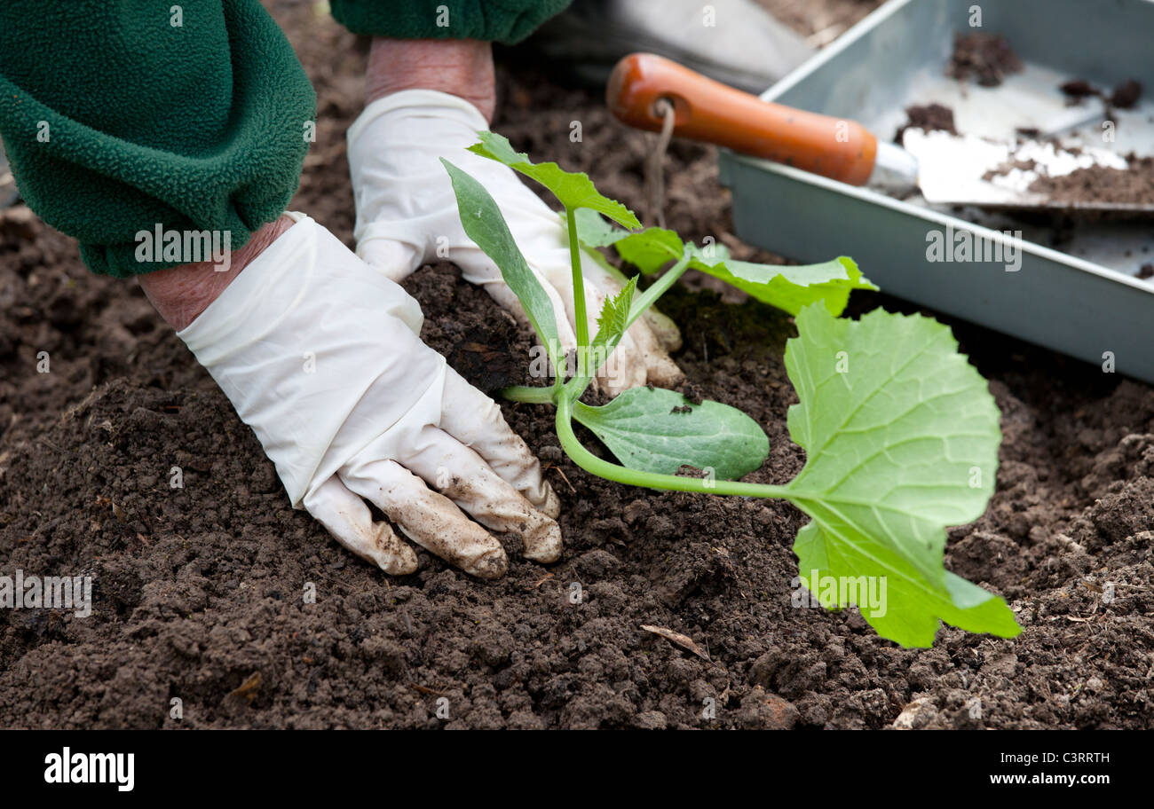 Planting out young courgette plants Stock Photo