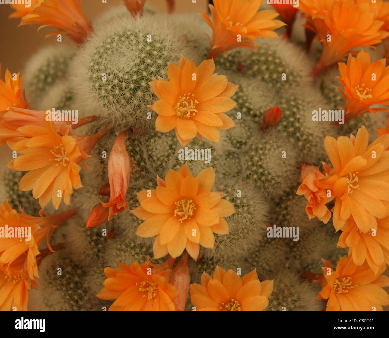 Cactus - Rebutia Orange Ice Stock Photo