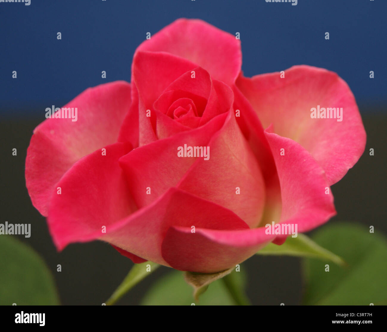 Rose pink bud hi-res stock photography and images - Alamy