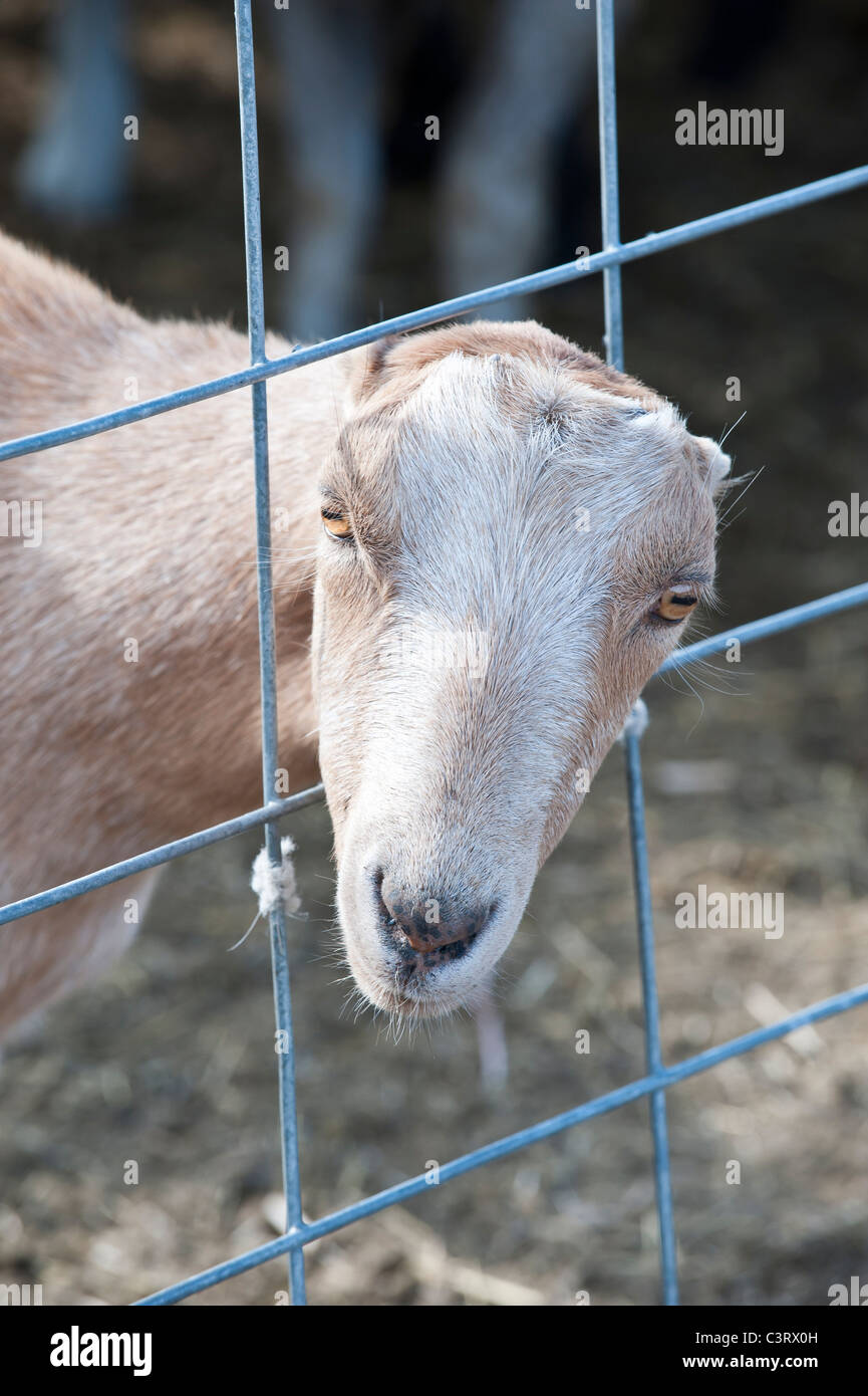 The earless goat, also known as LaMancha goat, was used to help control noxious weeds on Mt. Jumbo in Missoula, Montana. Stock Photo