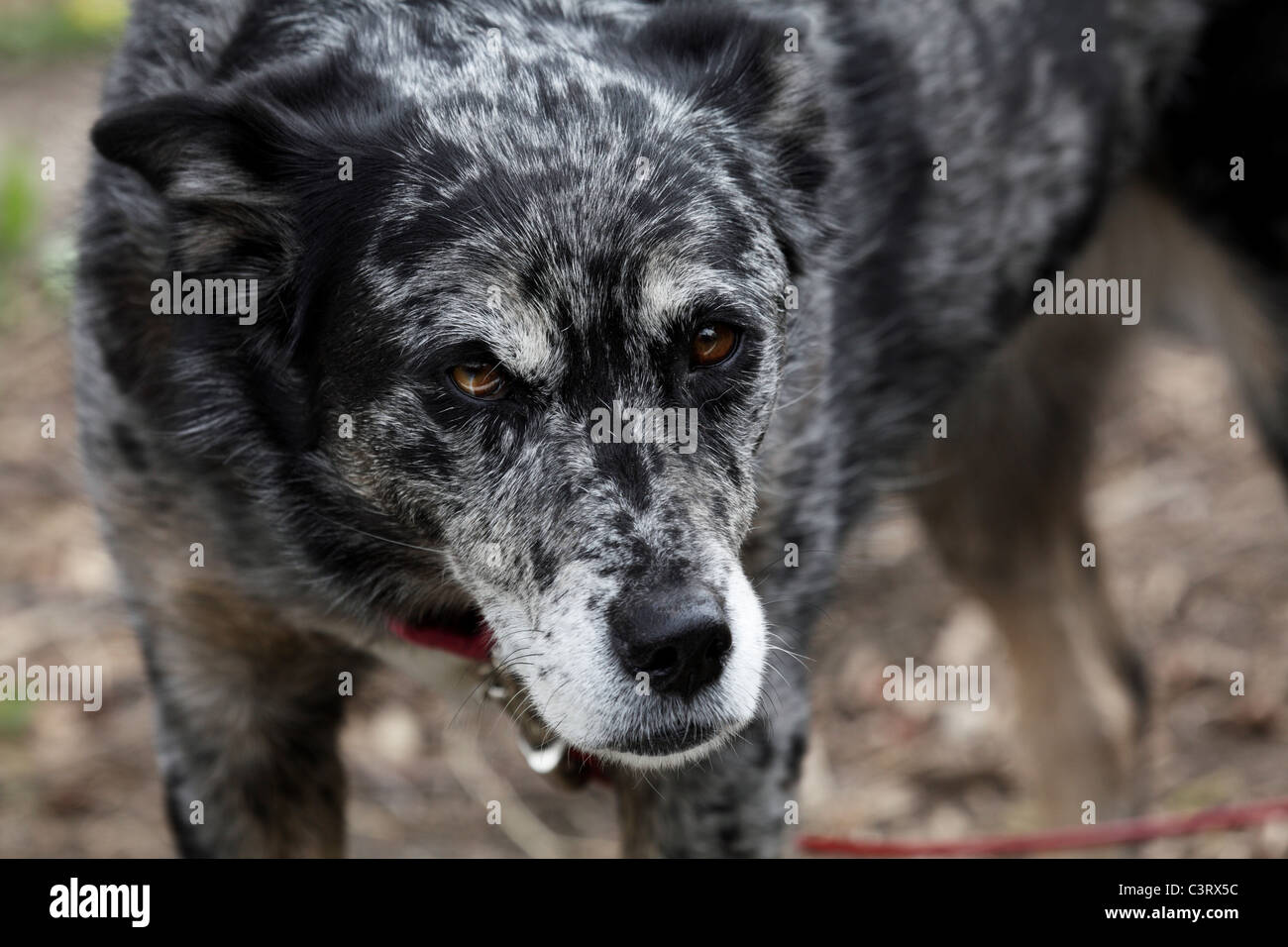 Blue Heeler Australian Shepherd Mix Dog Looking Sleepy Stock Photo Alamy