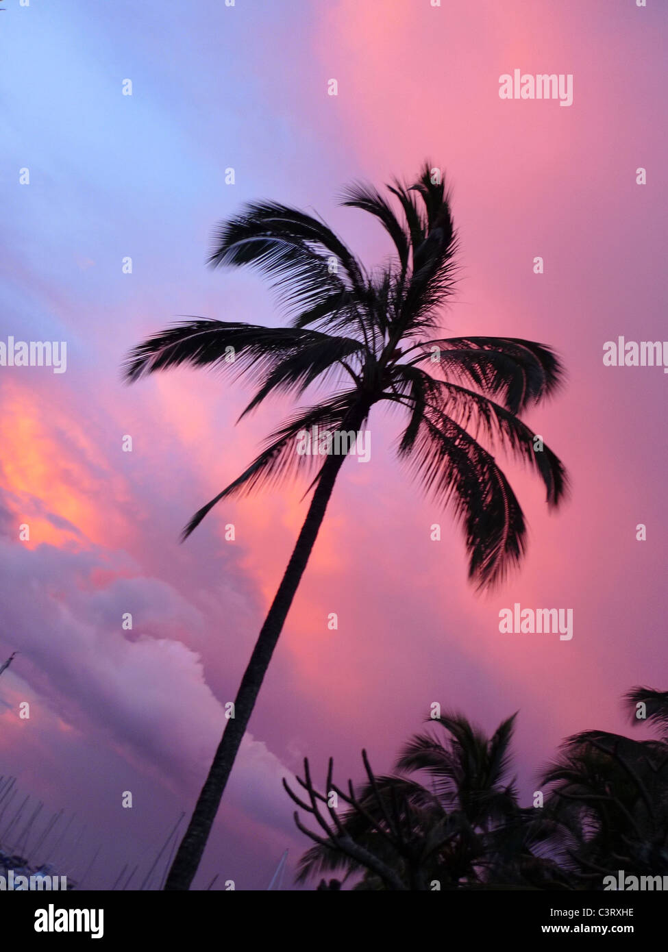 coconut palm tree at sunset, kaneohe Bay, Oahu, Hawaii Stock Photo