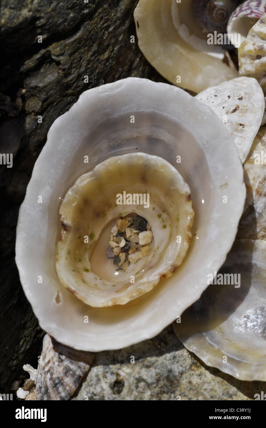 Common Limpet Shells Stock Photo