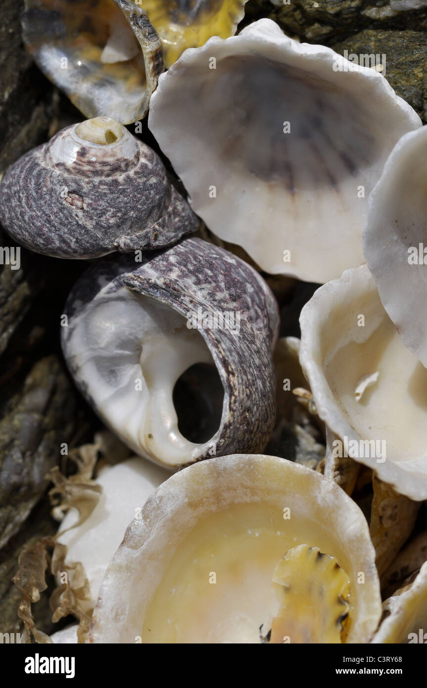 Common Limpets and Toothed Winkle shells Stock Photo