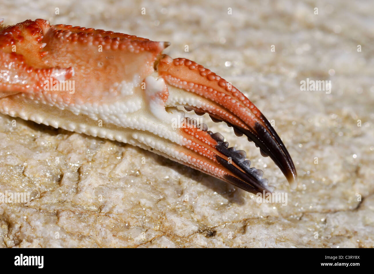 Crab claw hi-res stock photography and images - Alamy