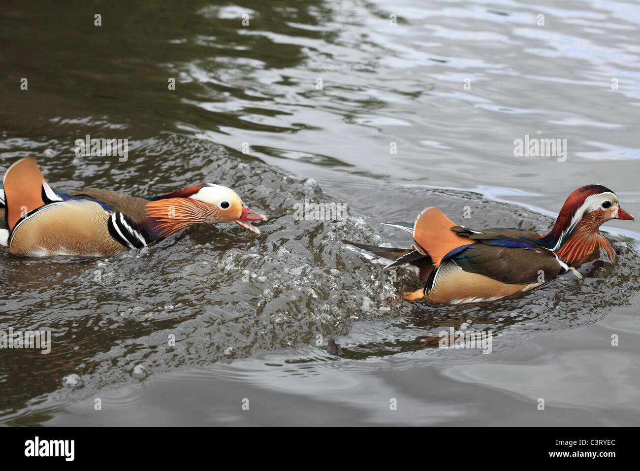 Mandarin Ducks in a pond chasing each other Stock Photo - Alamy