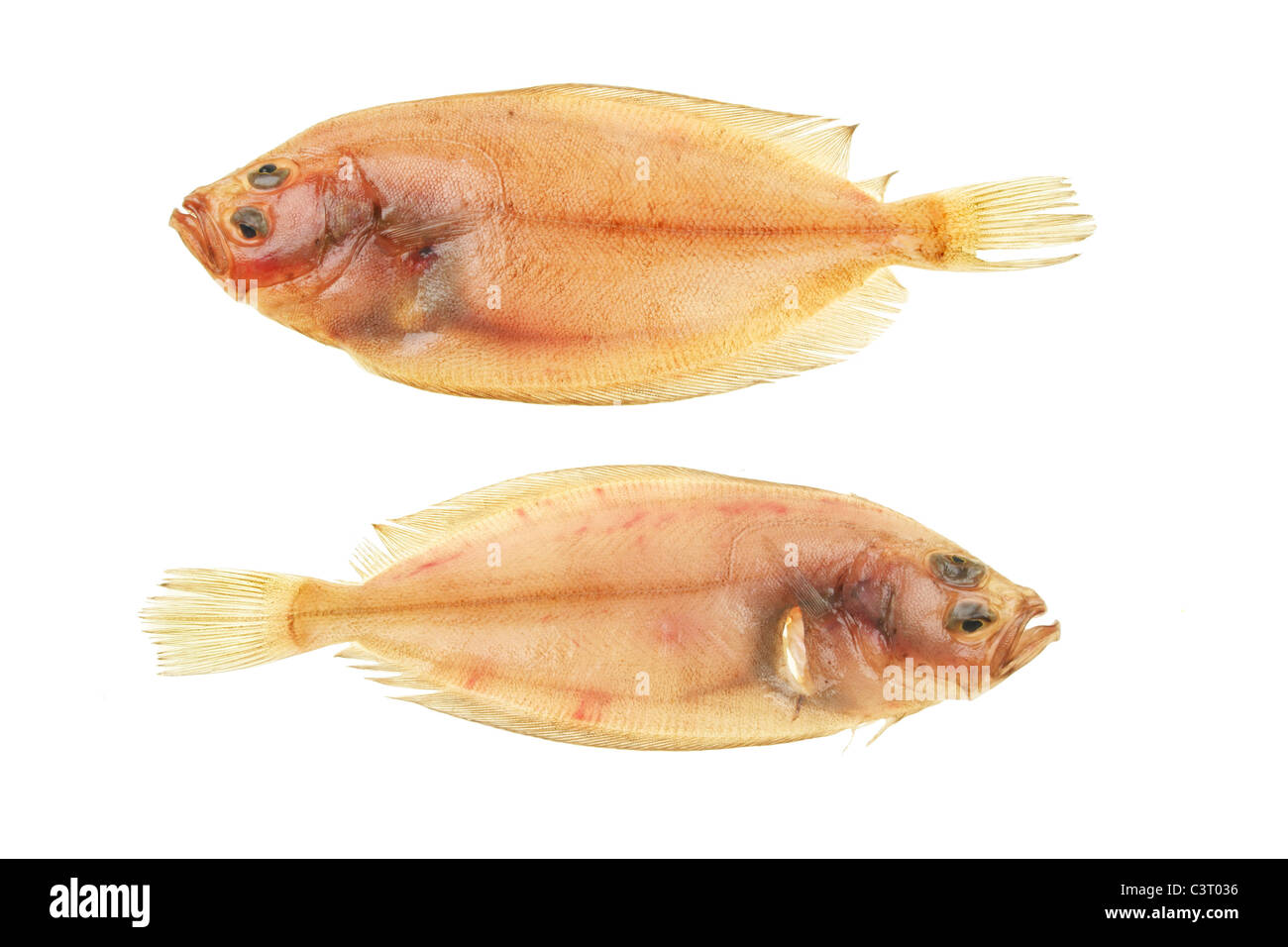 Two Megrim sole flatfish isolated on white Stock Photo