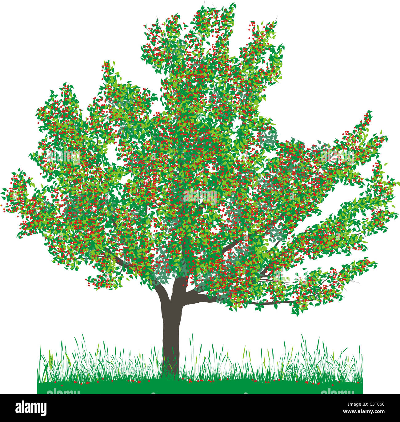 Cherry tree in winter Stock Photo Alamy