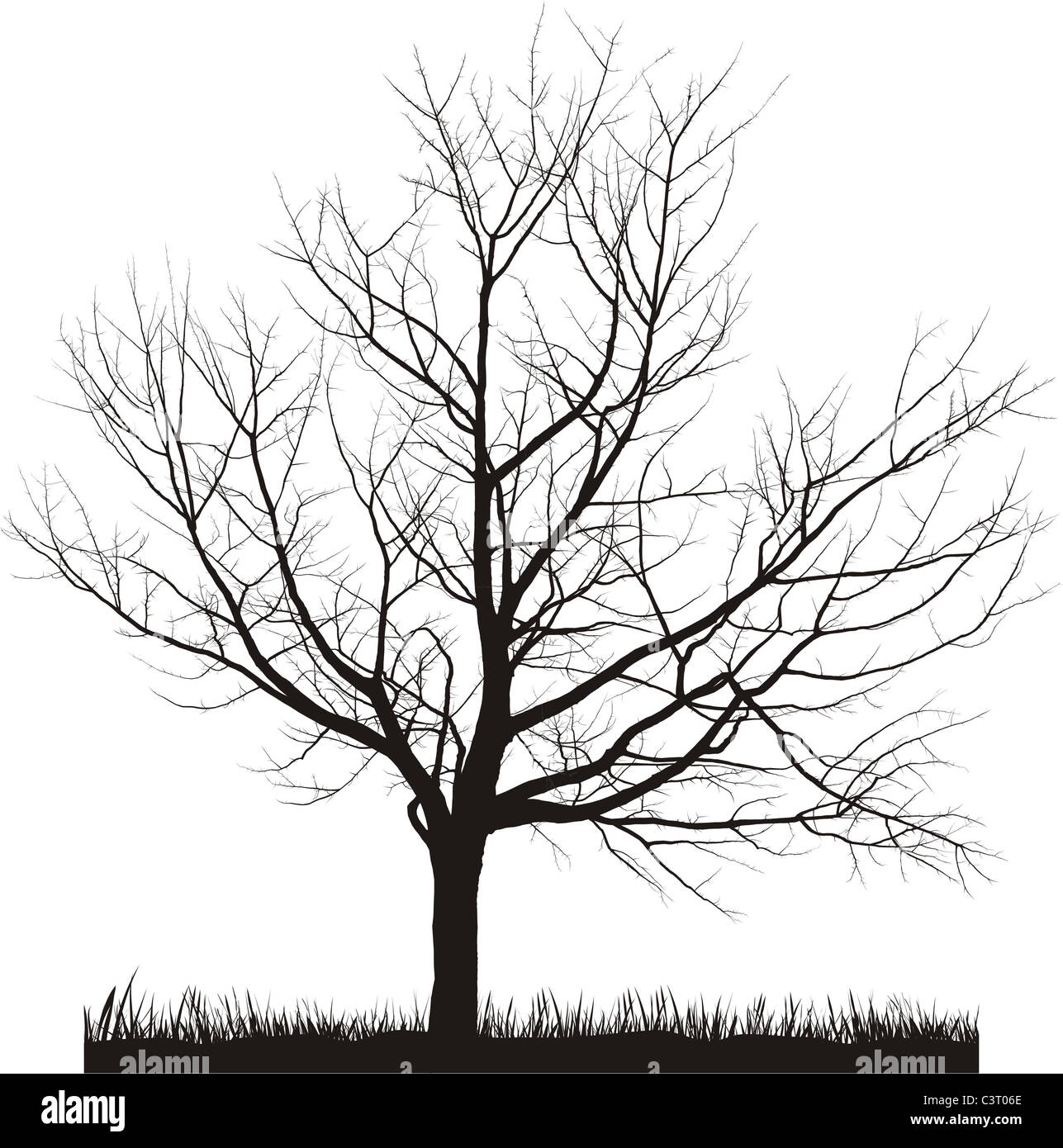 Winter flowering cherry tree hires stock photography and images Alamy