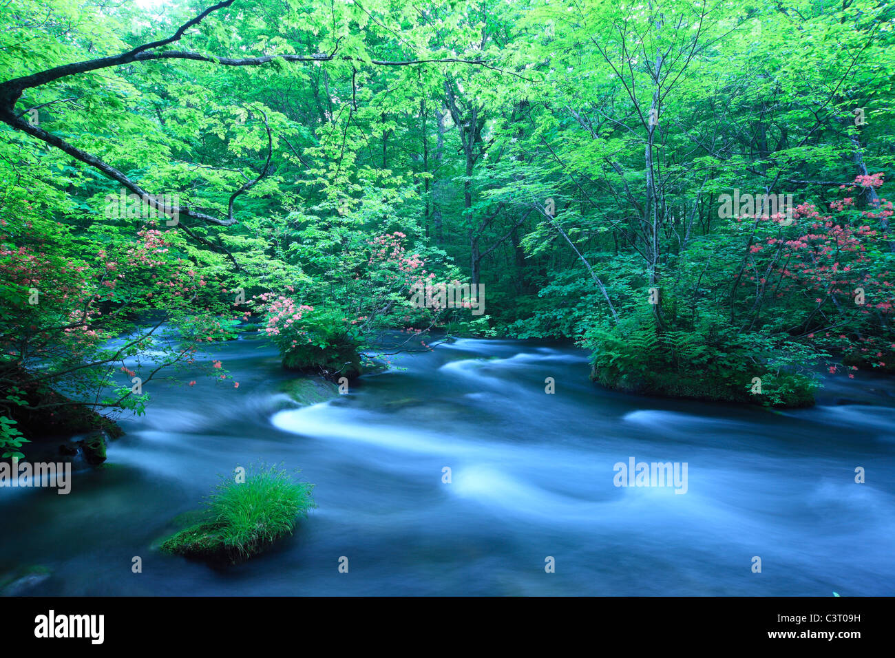 Spring Water In Forest water spring in forest Stock Photo - Alamy
