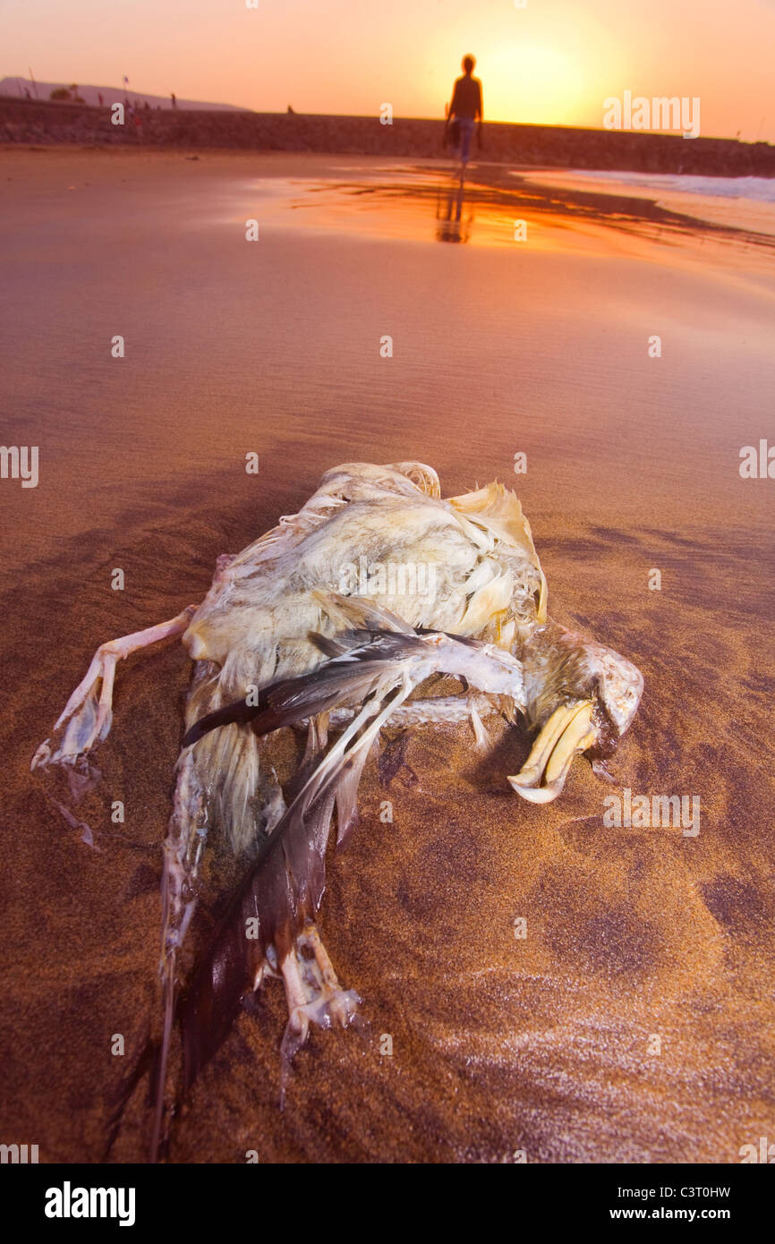 dead seabird Bulwer's PetrelPetrel shearwater bird washed up stranded pollution environment conservation loss sunset beach sea o Stock Photo