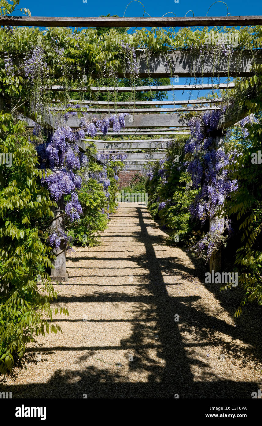 wisteria archway in english summer garden Stock Photo