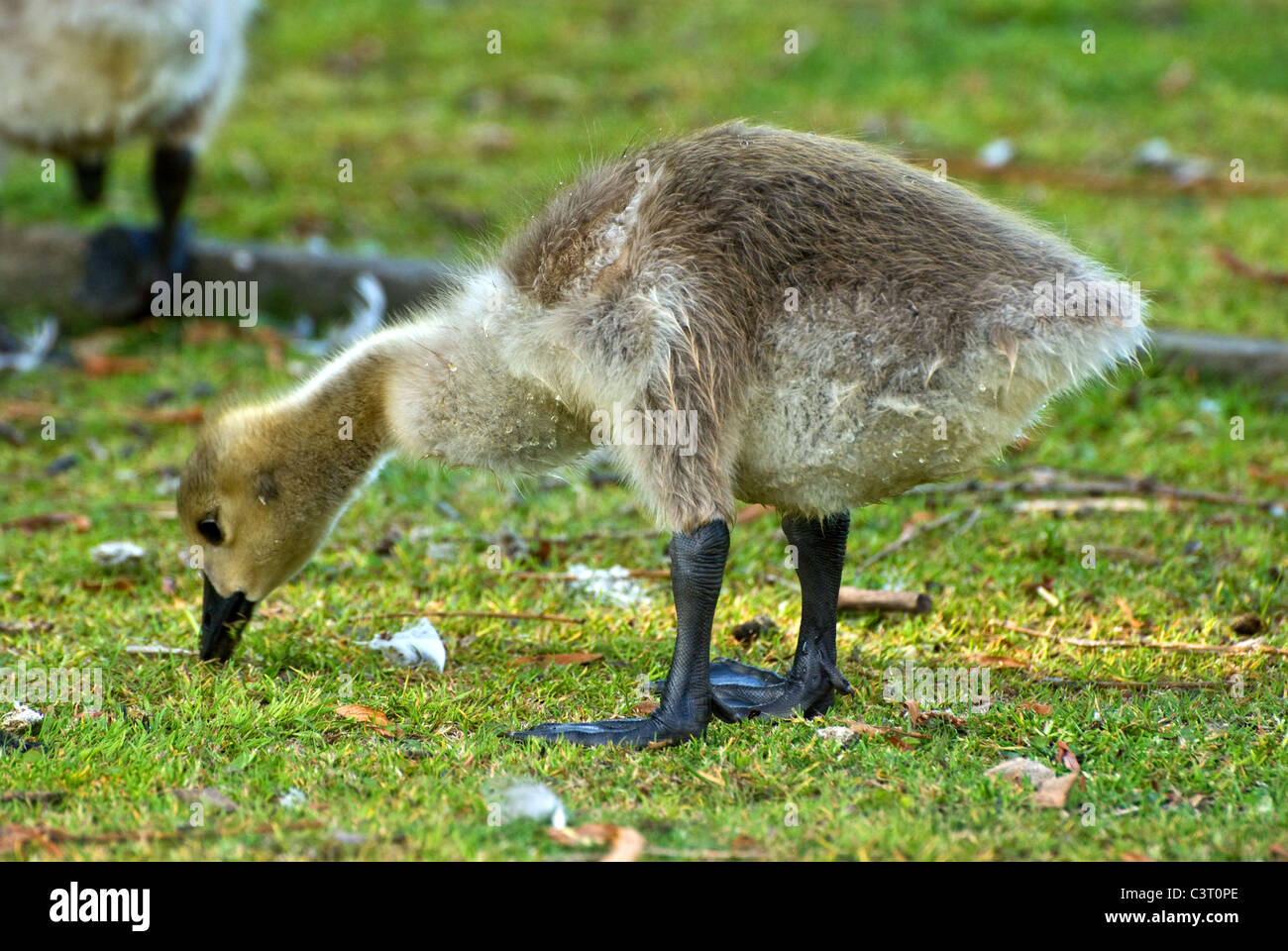 Baby Canada geese Stock Photo Alamy