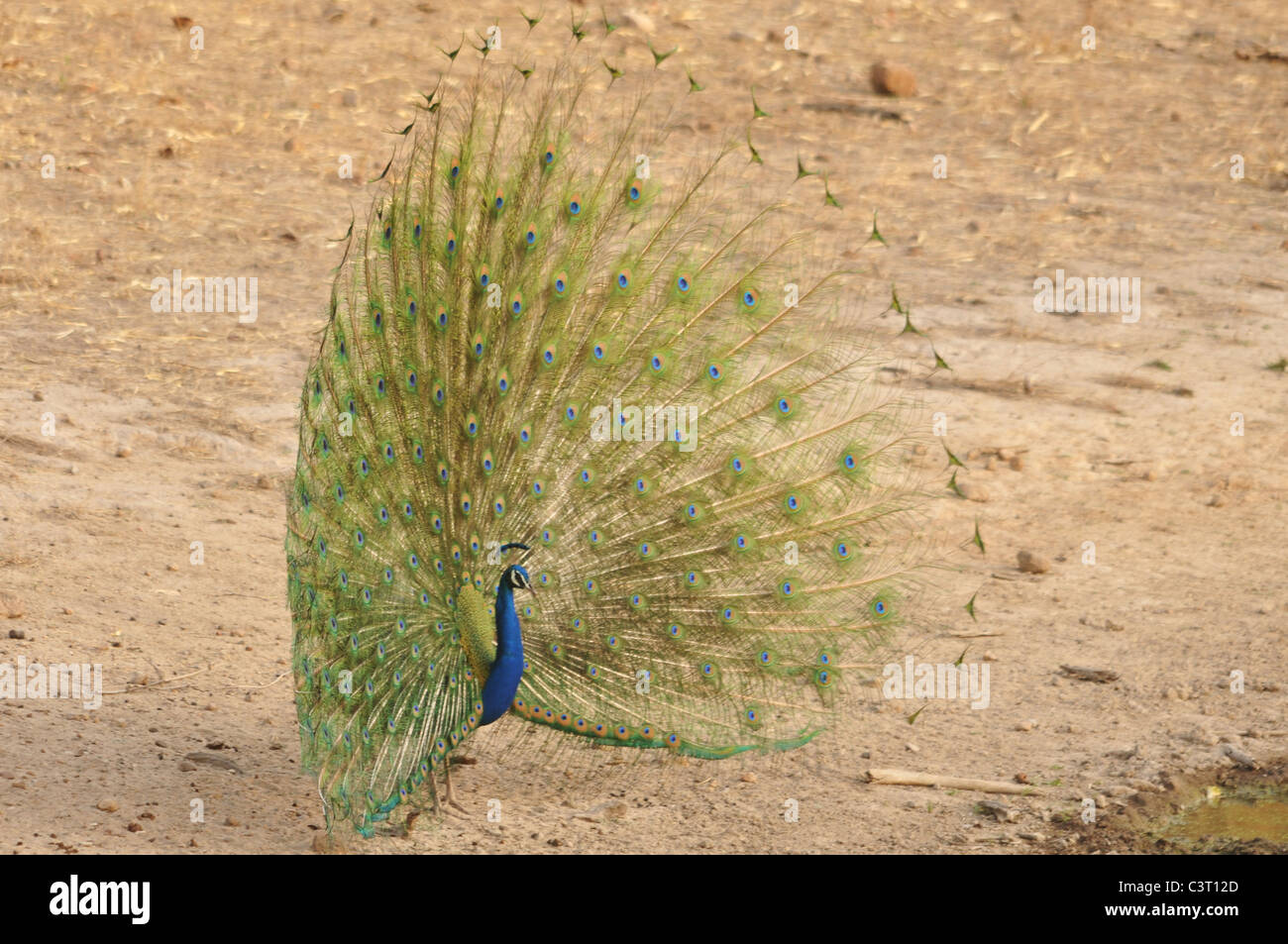 A Peacock in a dancing mood. Stock Photo