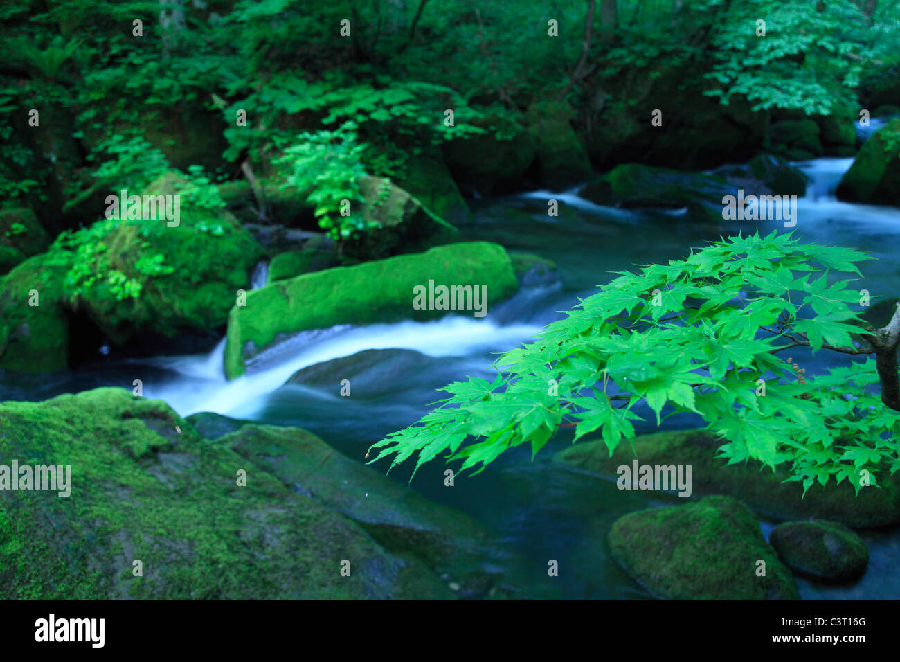 water spring in forest Stock Photo - Alamy