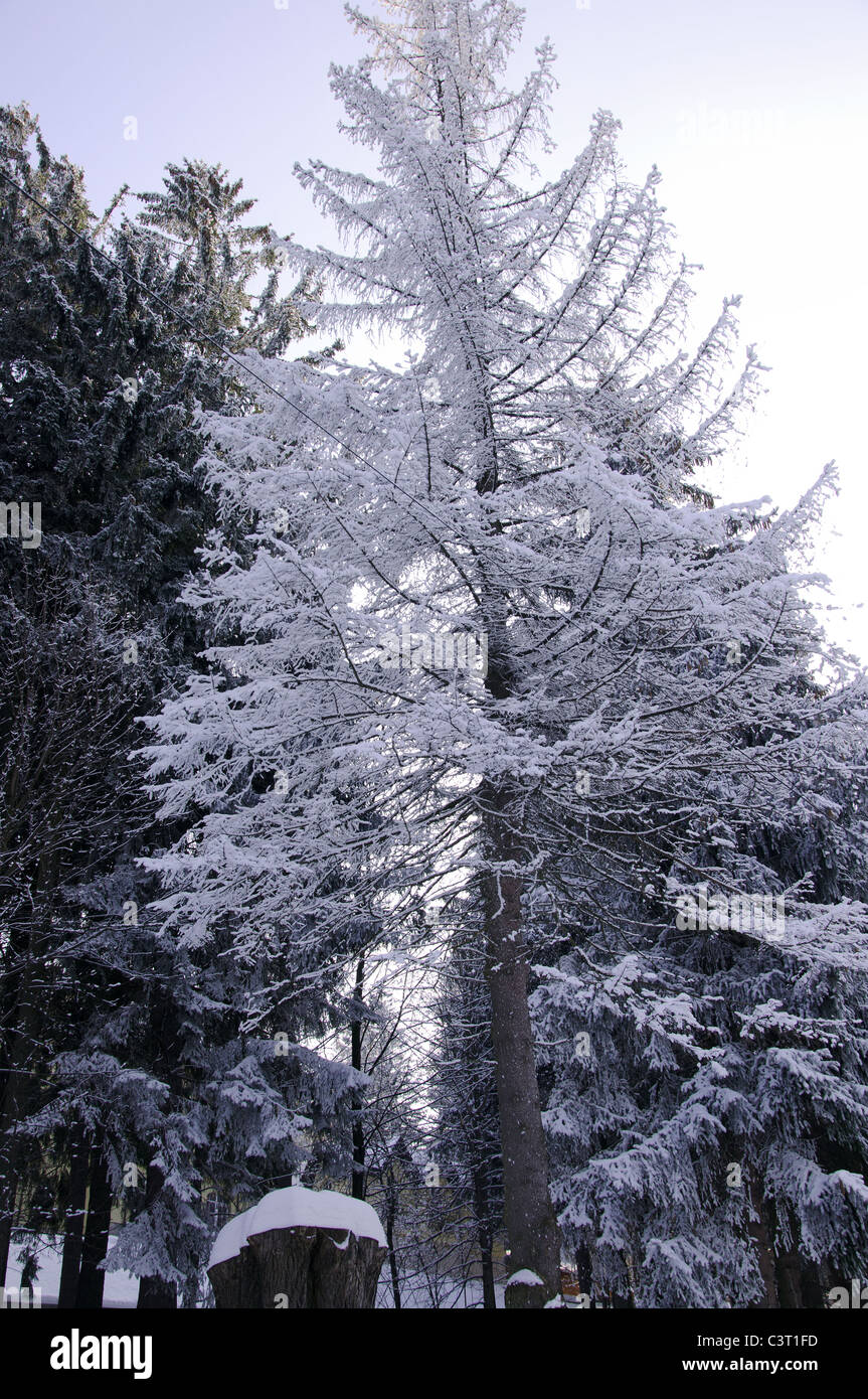 Snow trees bright sky hi-res stock photography and images - Alamy