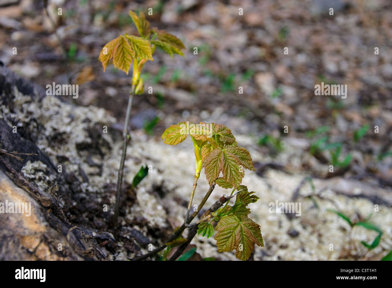 Maple tree seedling hi-res stock photography and images - Alamy