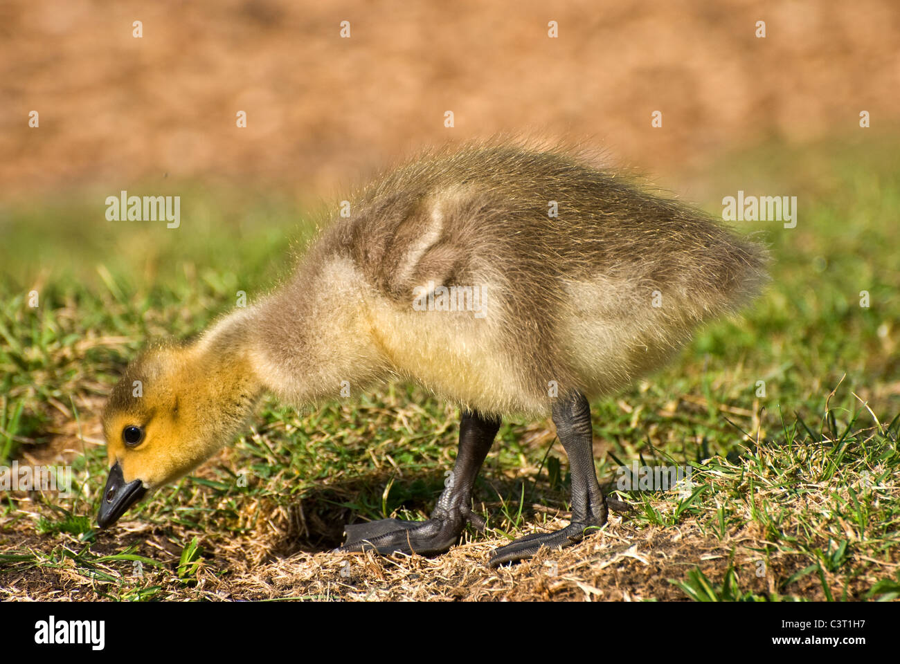 Baby Canada geese Stock Photo Alamy