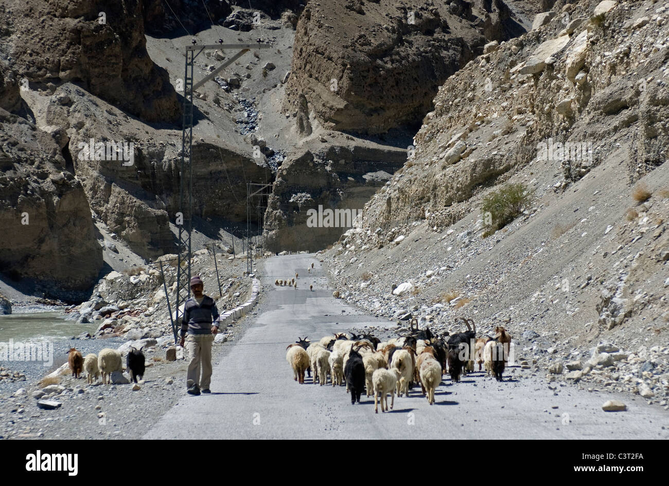Goats on the Karakorm Highway. Stock Photo