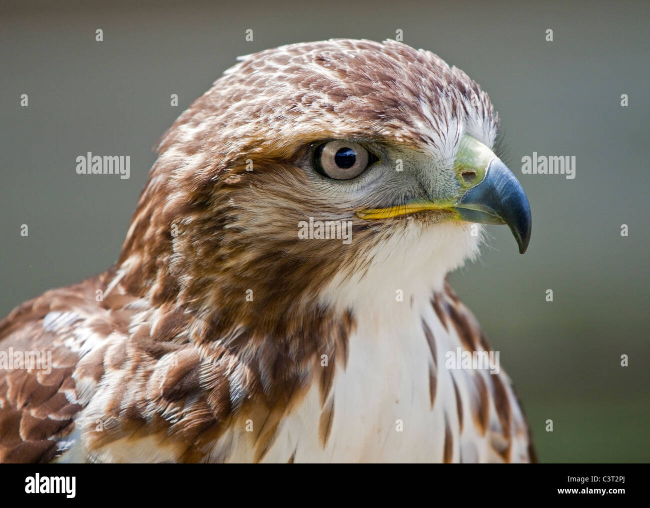 Ferruginous Hawk (buteo regalis Stock Photo Alamy