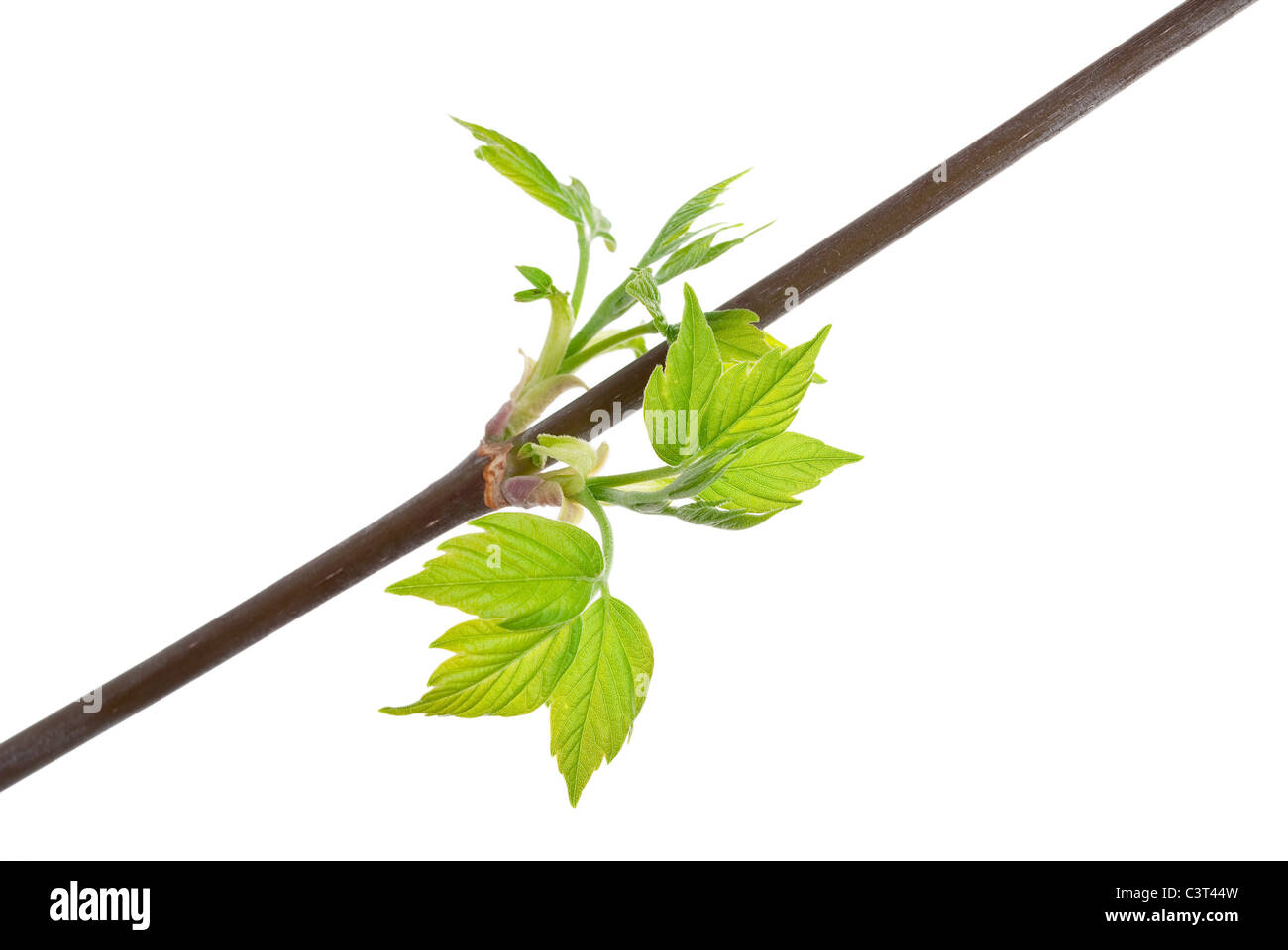 Branch maple tree with spring buds isolated on white Stock Photo