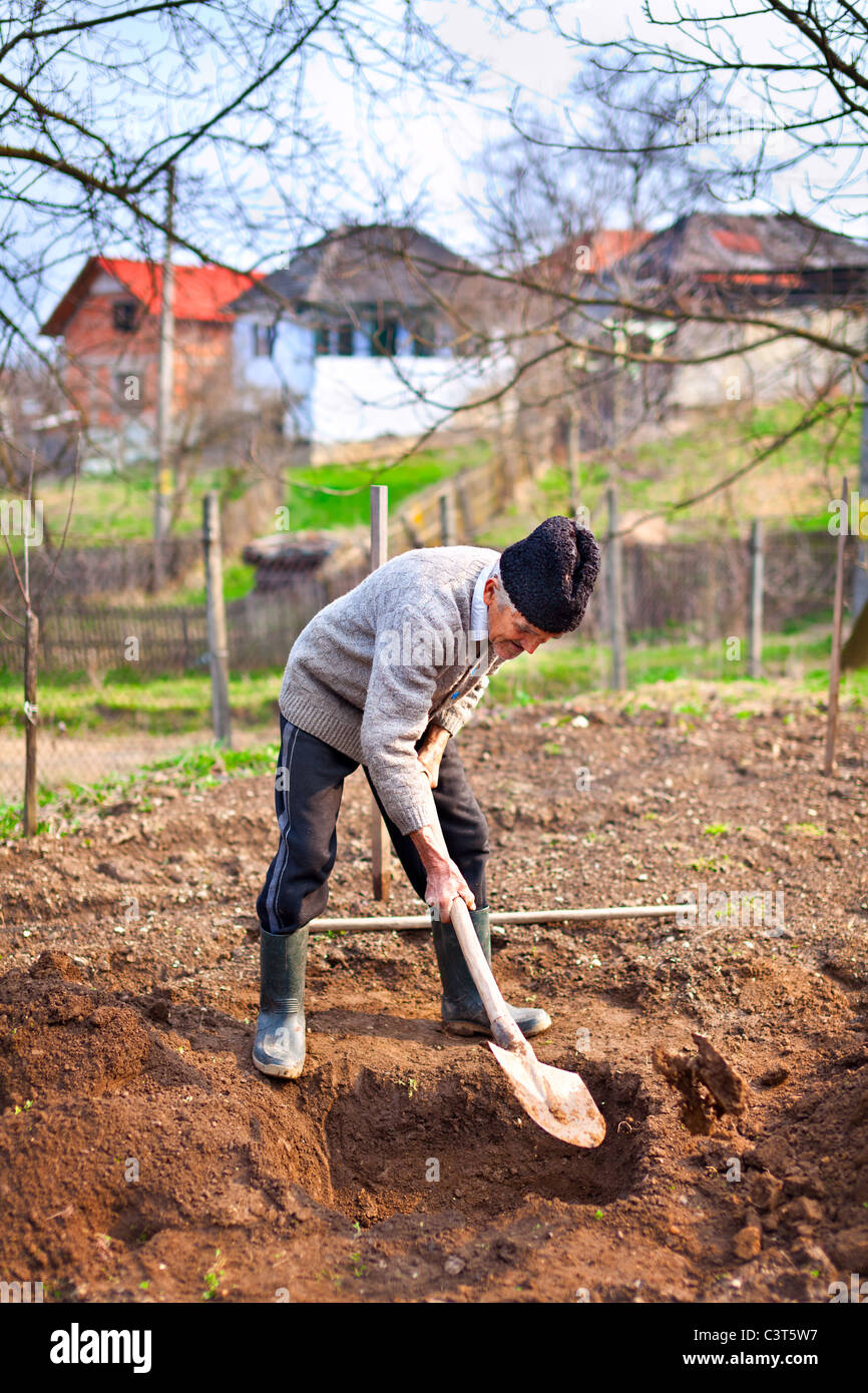 Digging Old Old farmer digging in the garden for planting trees Stock Photo - Alamy