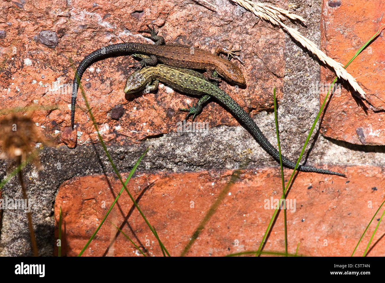 Common or Viviparous Lizard - Lacerta vivipara / Zootoca vivipara Stock Photo