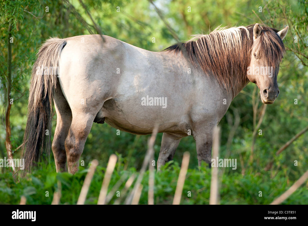 Wild stallion looks back to his flock Stock Photo