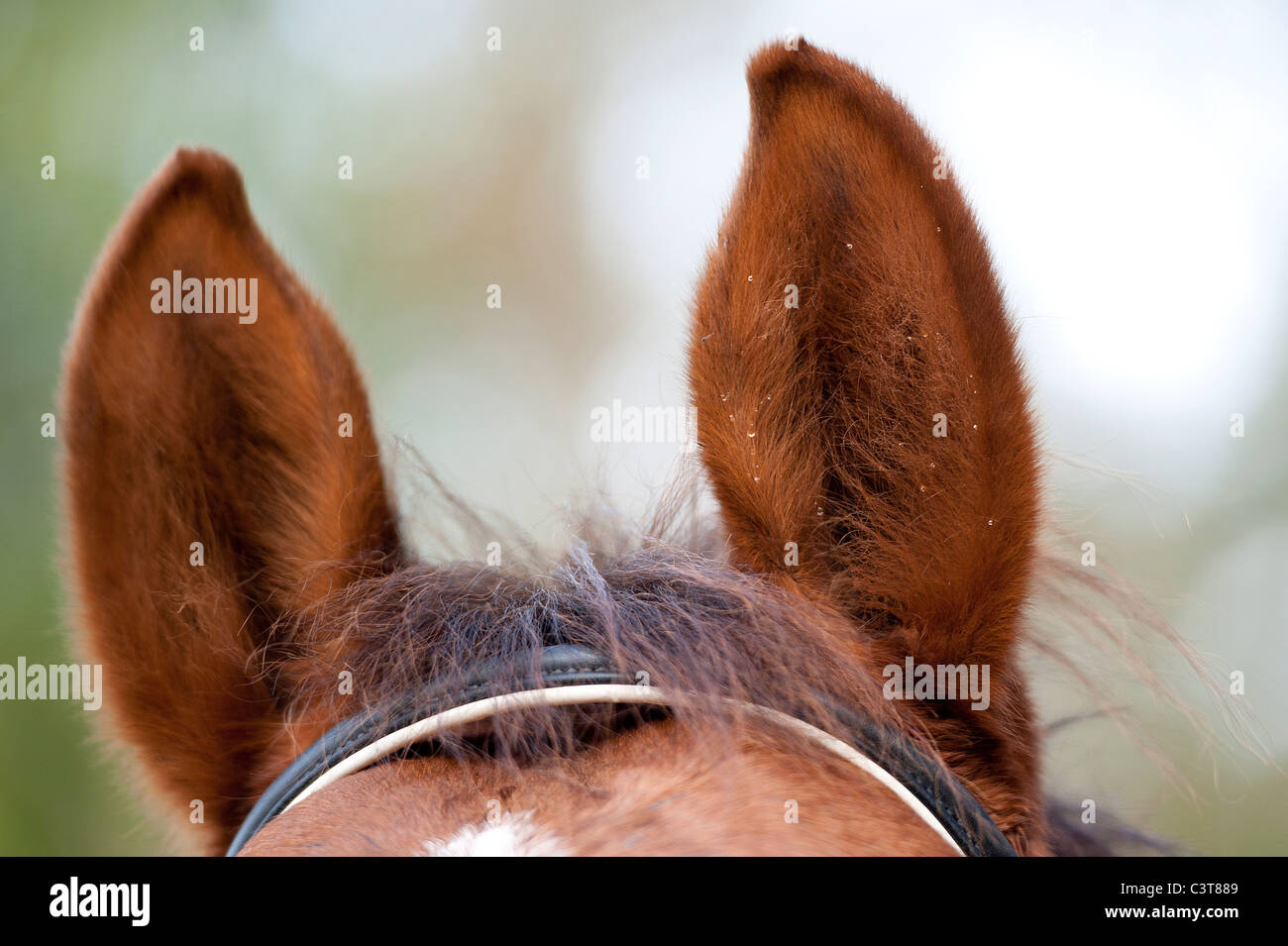 Ears of a brown horse with a few waterdrops Stock Photo