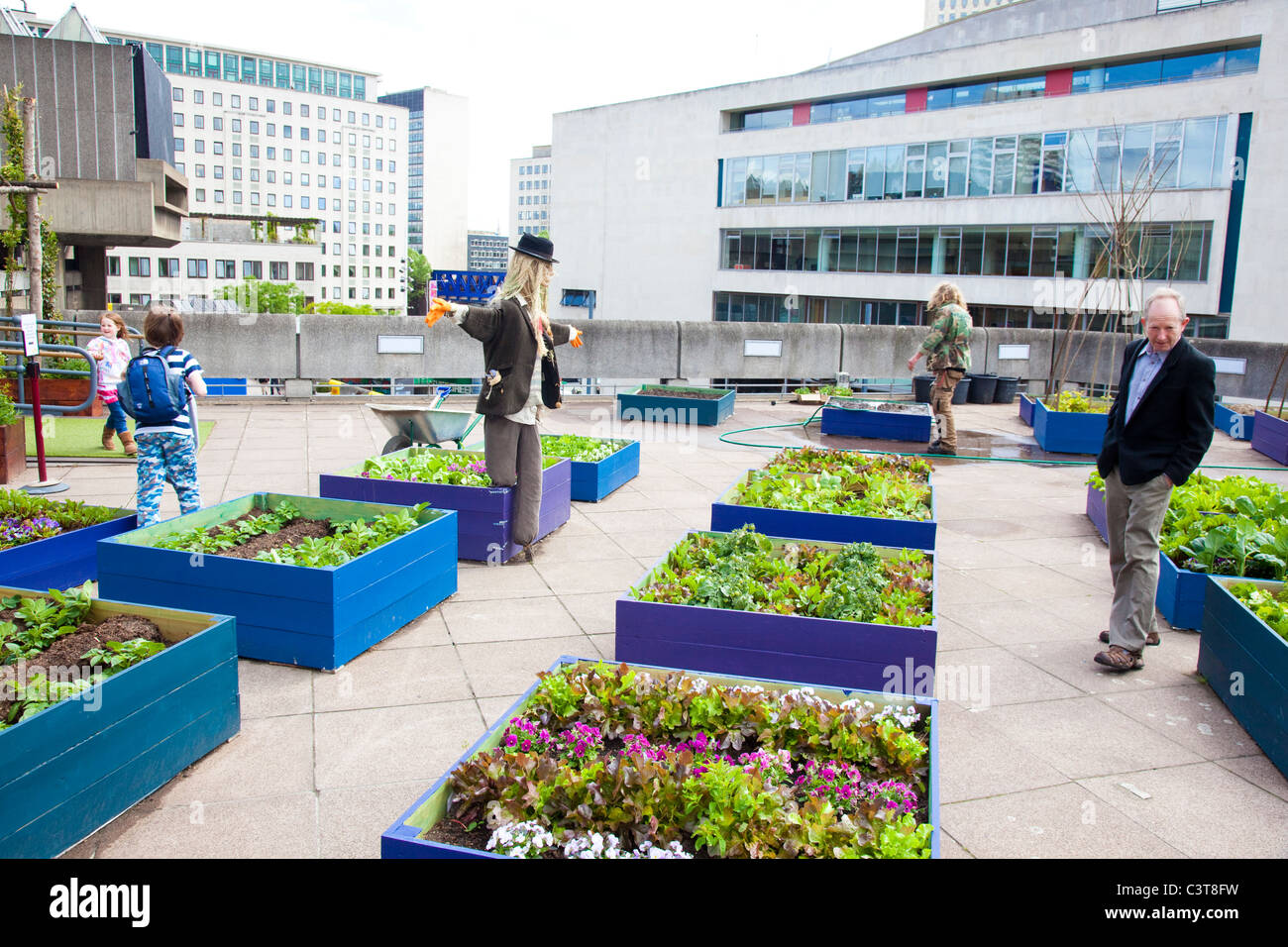 Rooftop garden. Raised beds of fruit and vegetables on the roof of