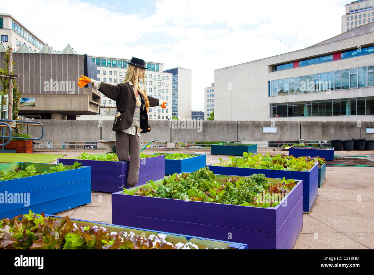 Rooftop garden. Raised beds of fruit and vegetables on the roof of