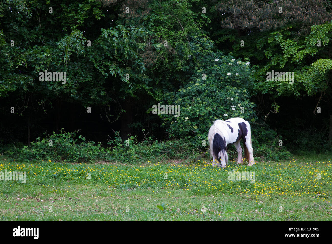 Piebald heavy horse grazing in a buttercup field, Kent, UK Stock Photo