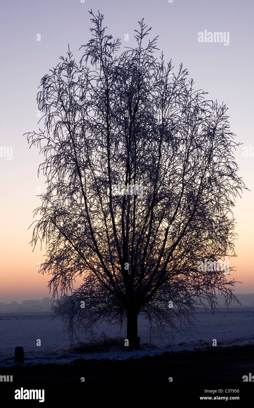 Big tree silhouette at sunrise in a snow landscape Stock Photo - Alamy