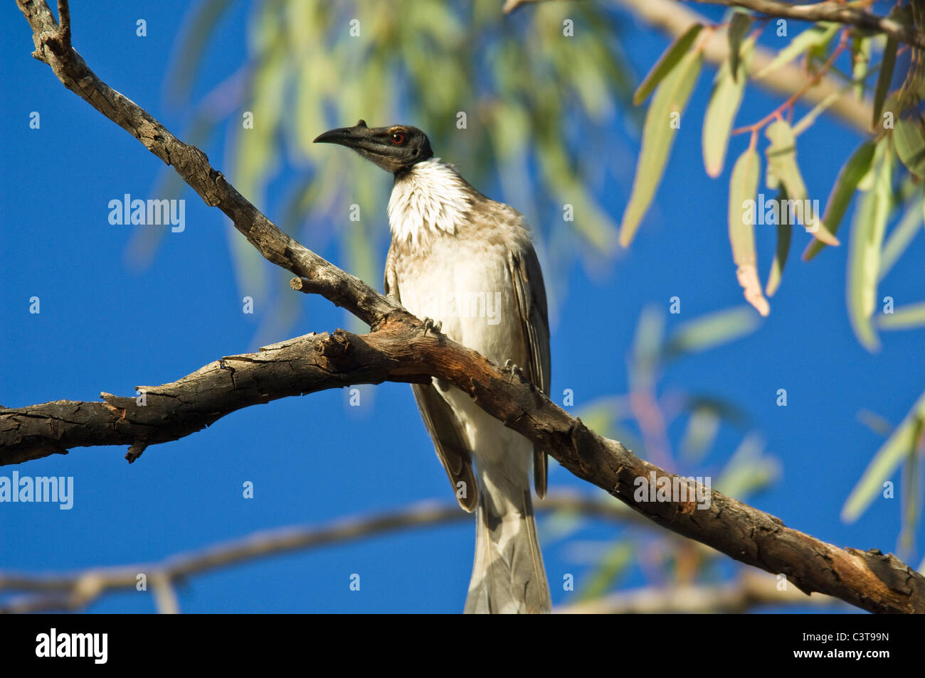 Noisy Friarbird, Ourimpere Waterhole, Currawinya National Park, Queensland, Australia Stock Photo