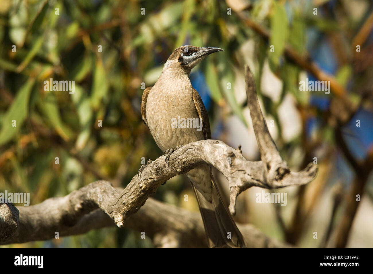 Little Friarbird, Ourimpere Waterhole, Currawinya National Park, Queensland, Australia Stock Photo