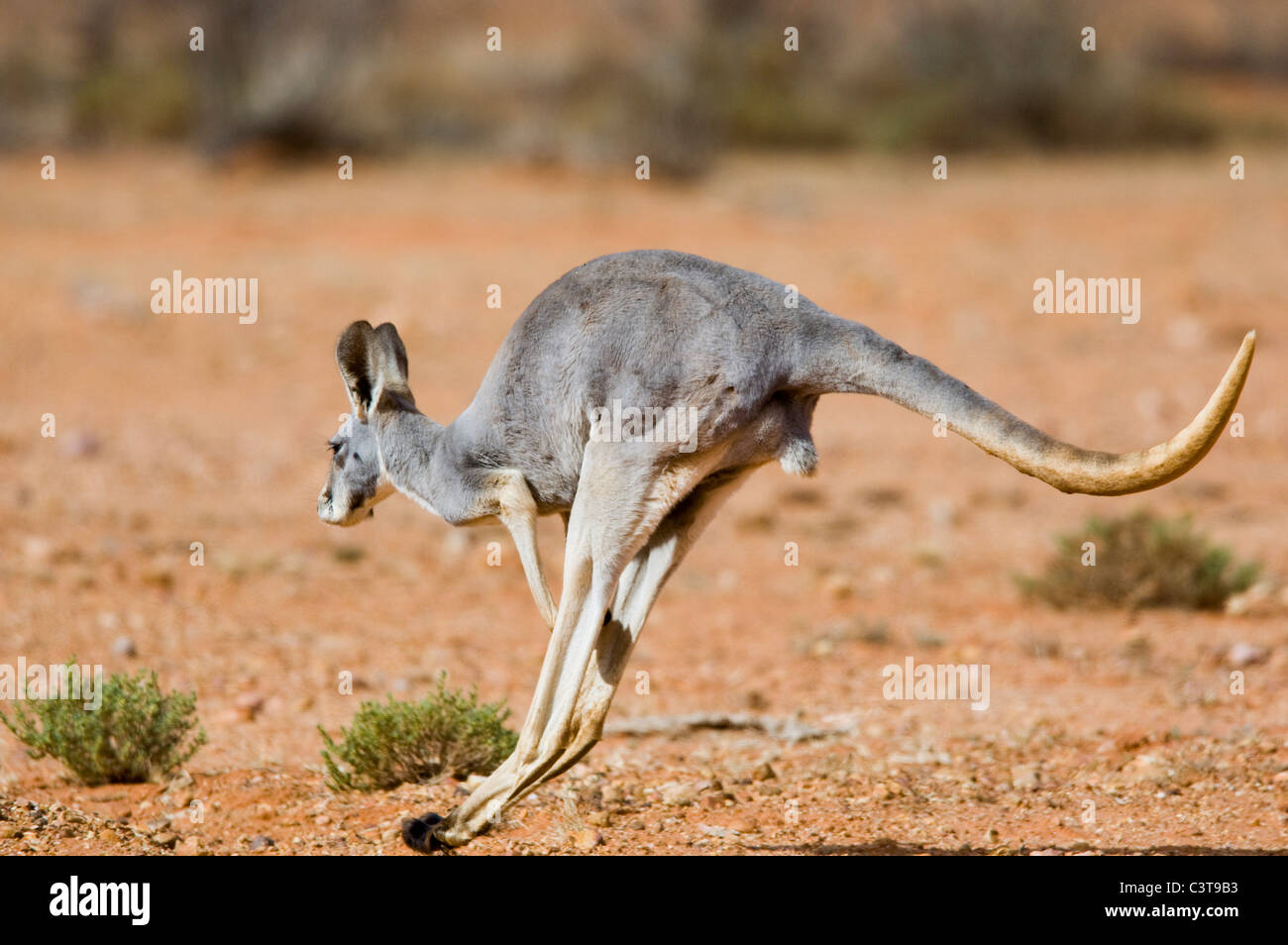 Grey Kangaroo hopping, southwestern Queensland, Australia Stock Photo