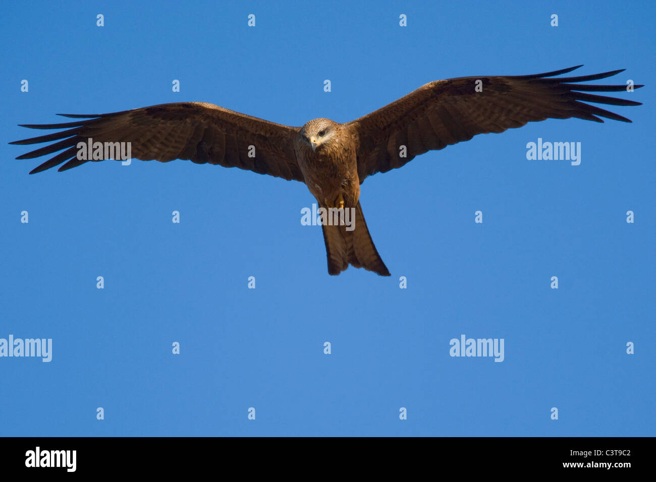 Black Kite in flight, Diamantina River, Birdsville, Queensland, Australia Stock Photo